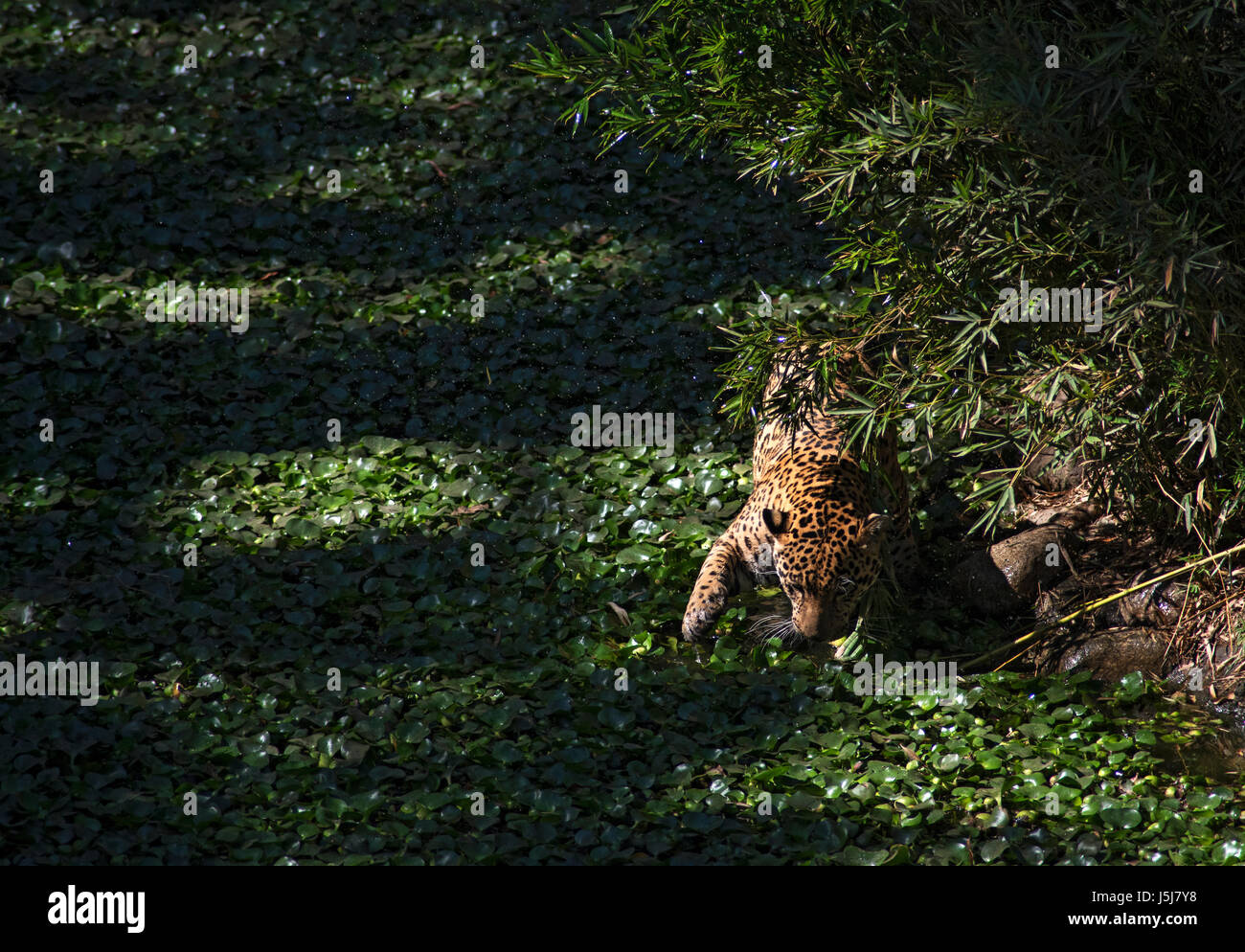 A jaguar in Guatemala City's zoo Stock Photo