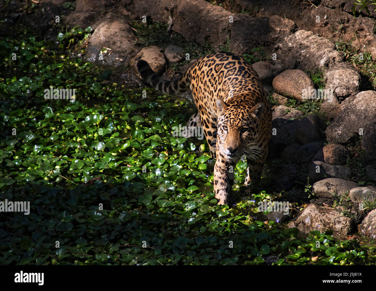 A jaguar in Guatemala City's zoo Stock Photo