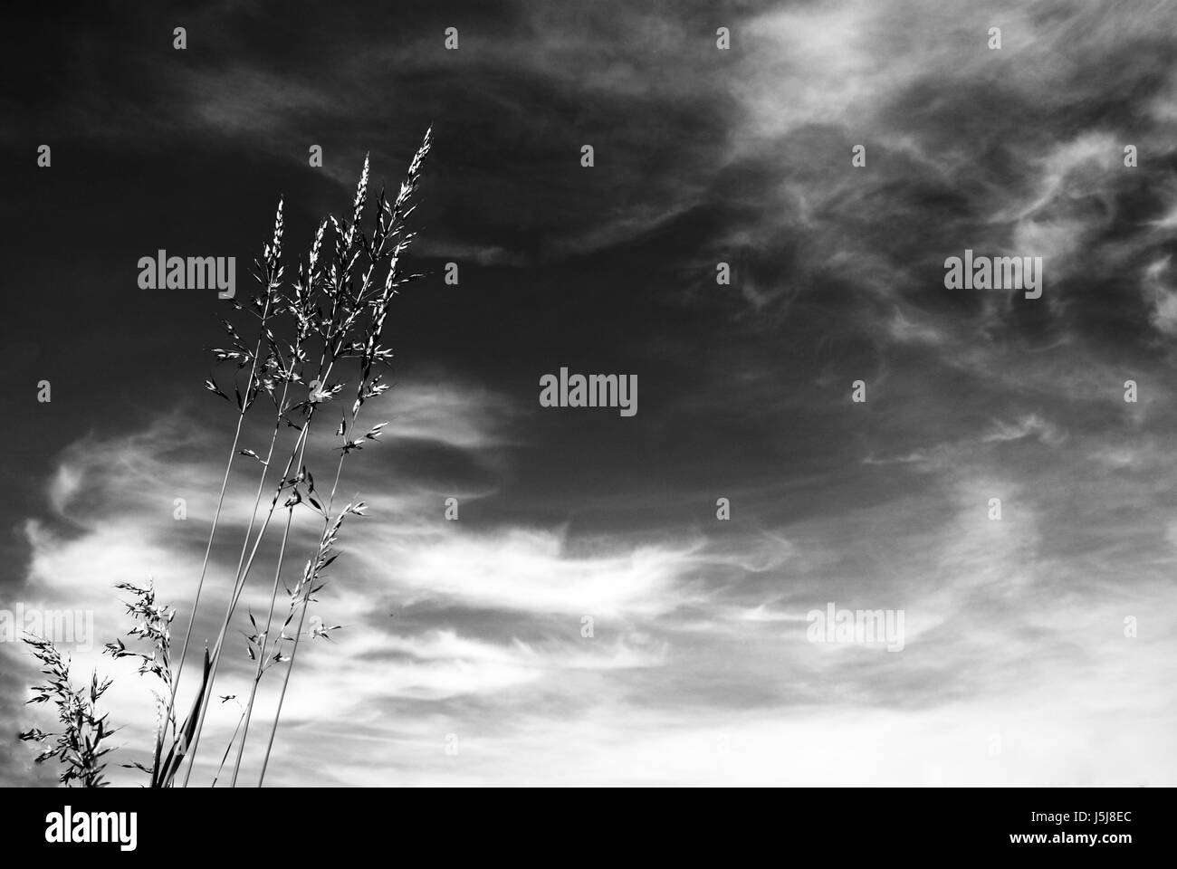An Image Of A Dark Blade In Grass Background, Picture Of Scythe