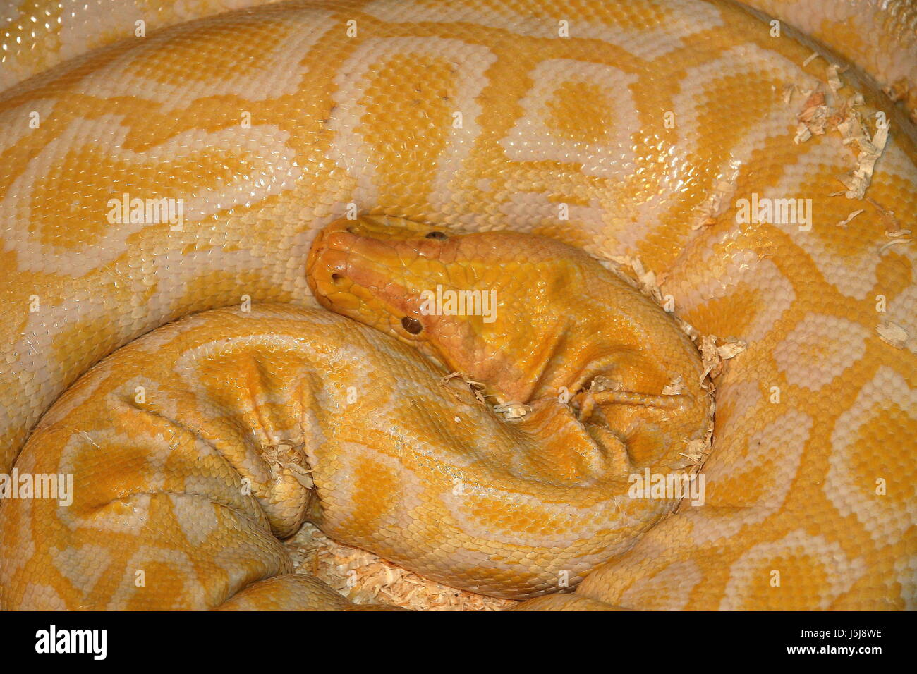 albino burmese python Stock Photo - Alamy