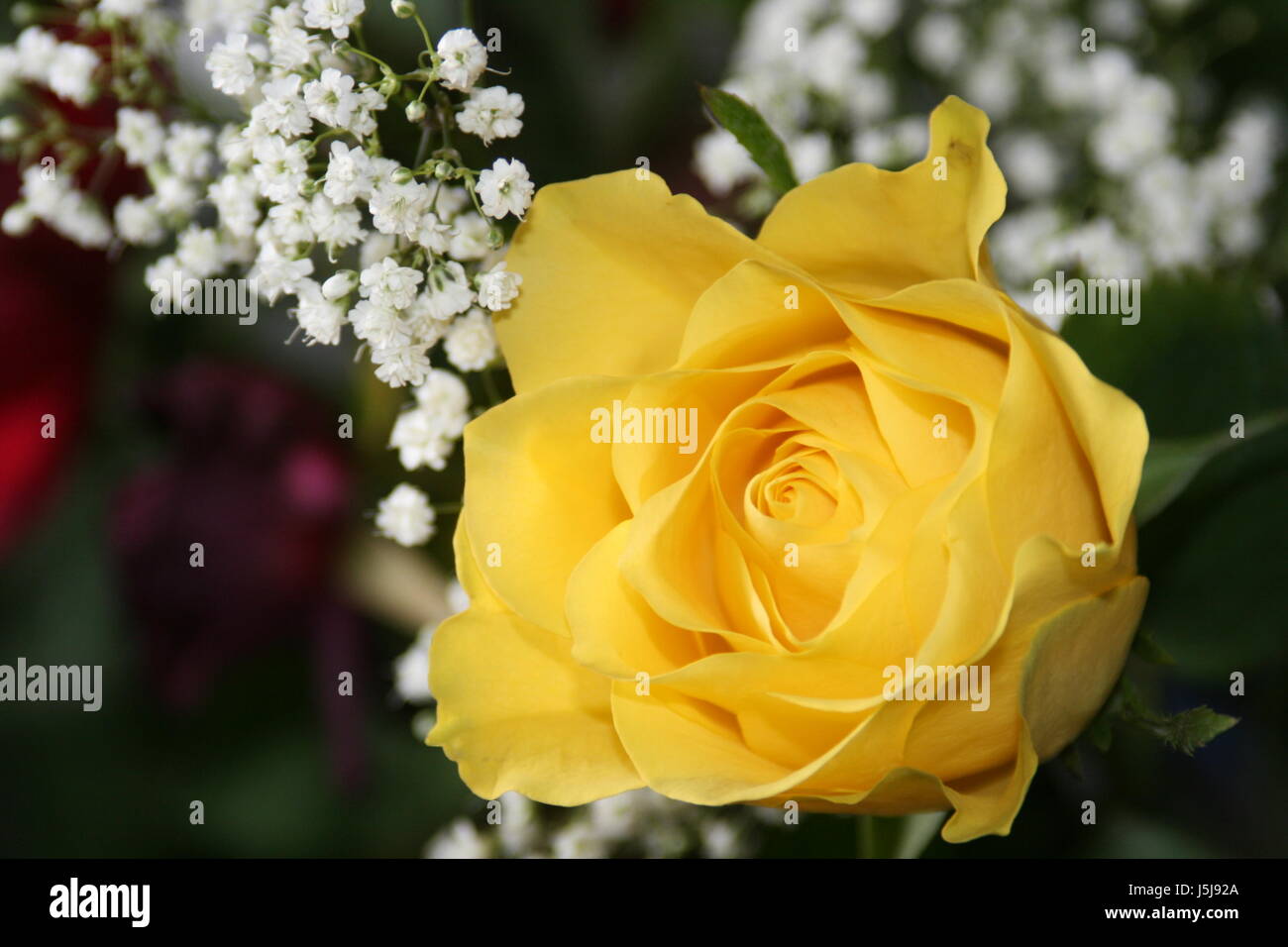 flower rose plant green prickle thorns worship cutting flower love in