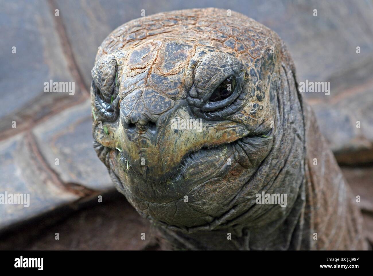 animals funny originally nature turtle tortoise animal face portrait skin eyes Stock Photo