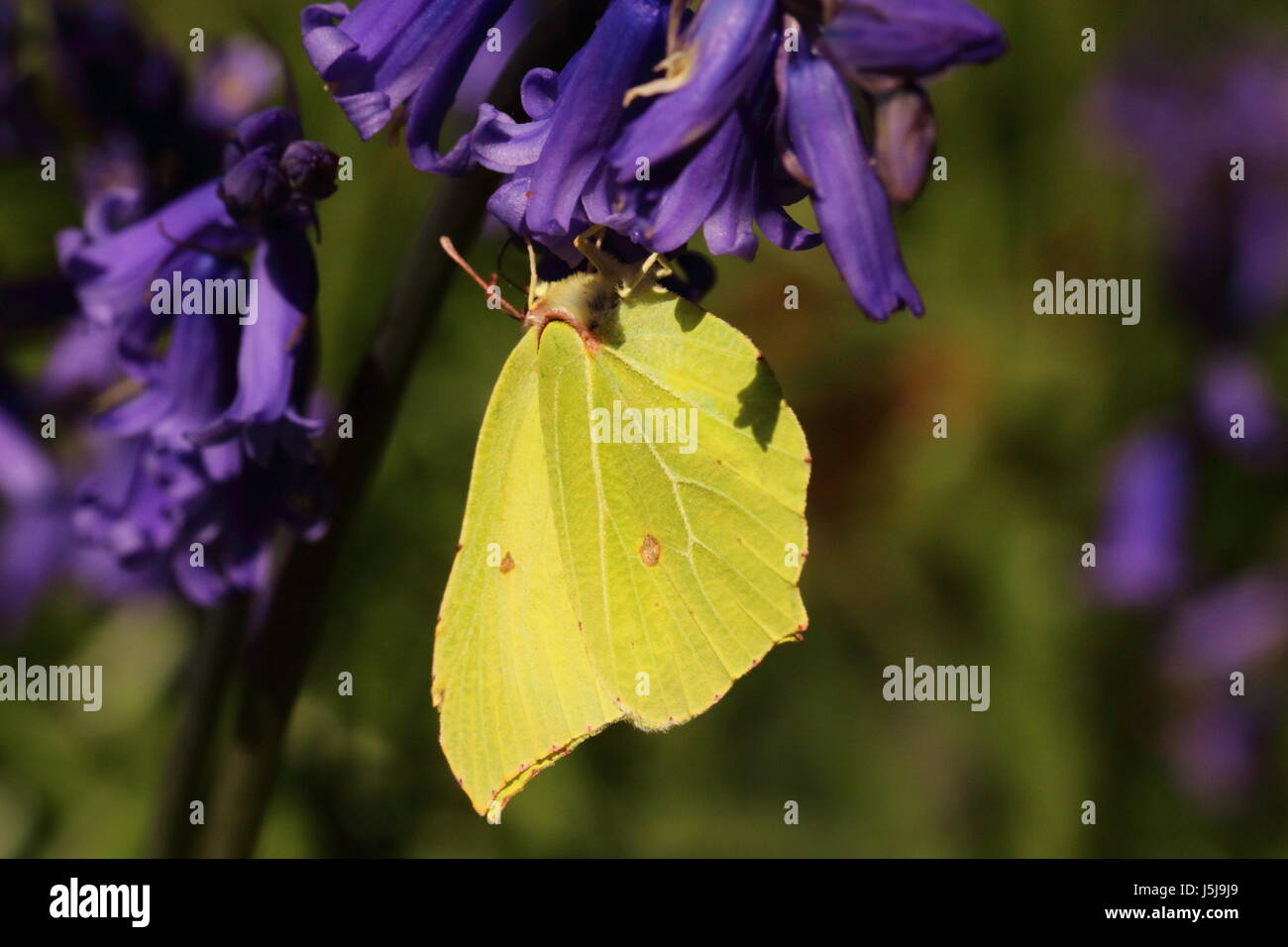 Brimstone Butterfly (nectaring on Bluebells) Stock Photo