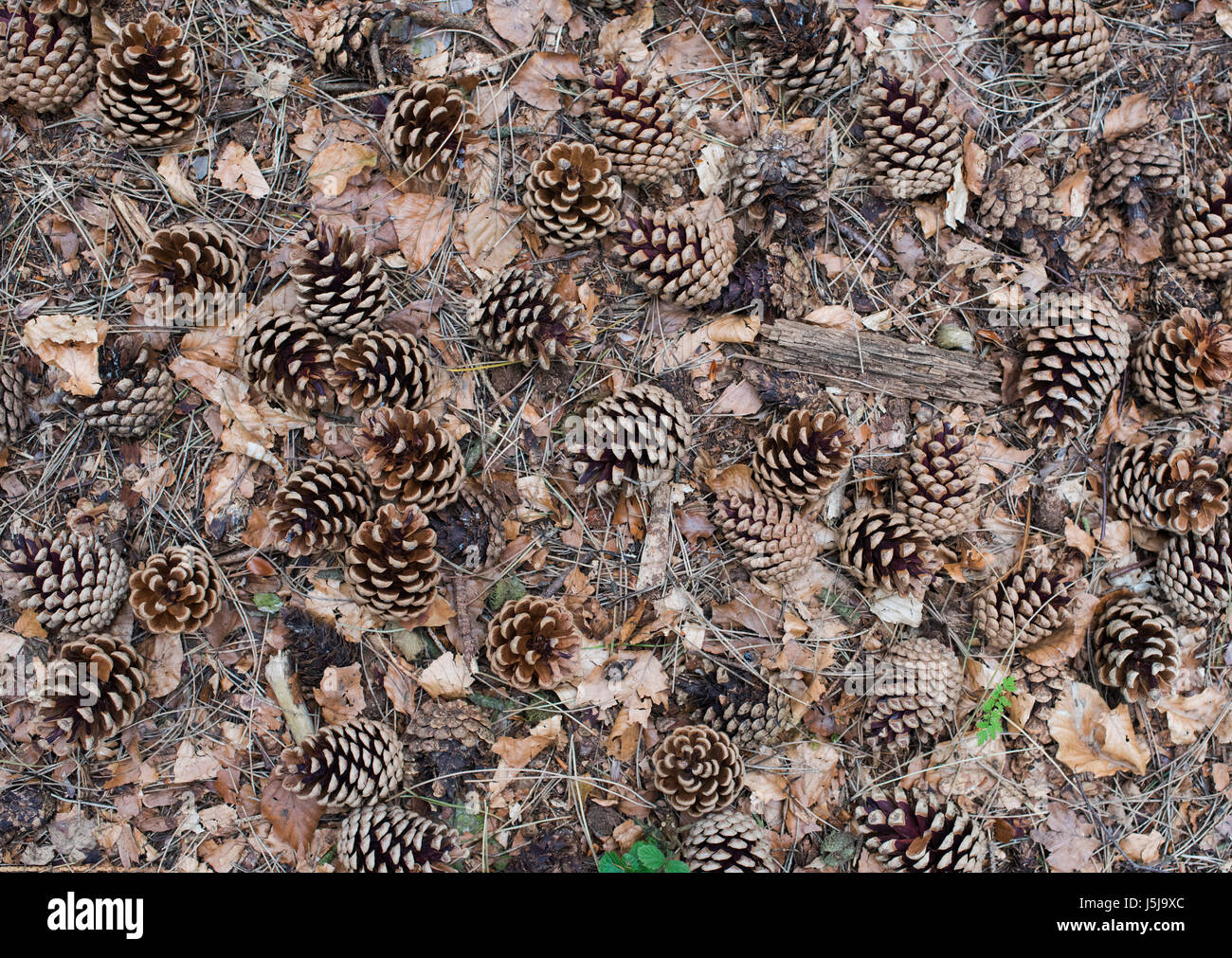 Old Fallen pine cones on a woodland floor. UK Stock Photo