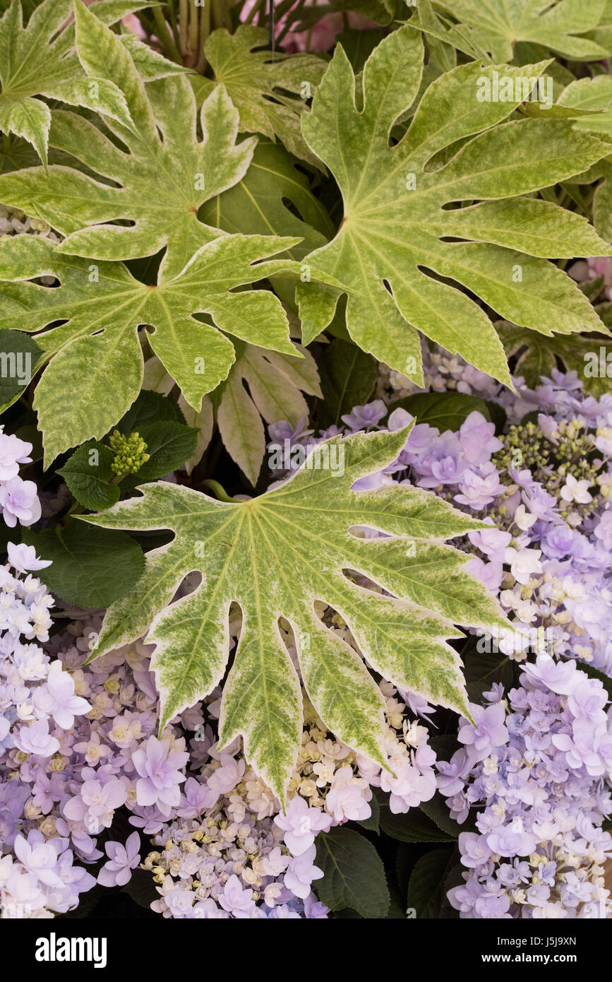 Fatsia japonica 'Spider's Web'. Japanese aralia 'Spider's Web' leaves on a  display at a flower show. UK Stock Photo