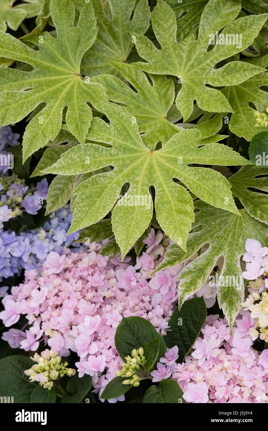 Fatsia japonica 'Spider's Web'. Japanese aralia 'Spider's Web' leaves on a  display at a flower show. UK Stock Photo