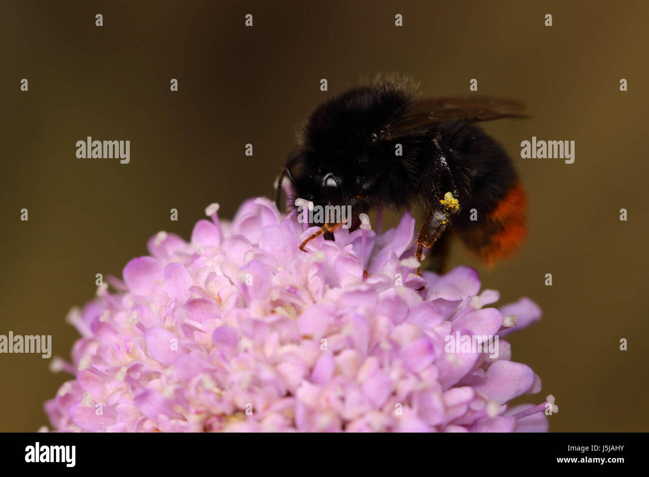 Red-tailed Bumblebee Stock Photo