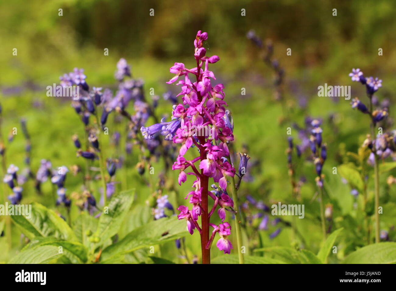 Early Purple Orchid (amongst Bluebells) Stock Photo