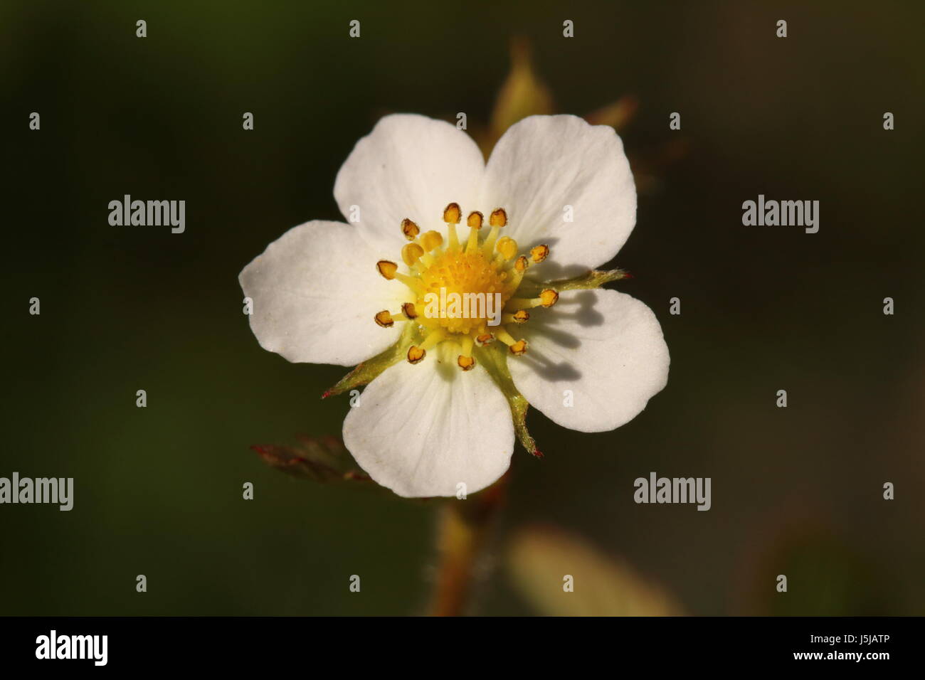 Wild Strawberry Flower Stock Photo - Alamy