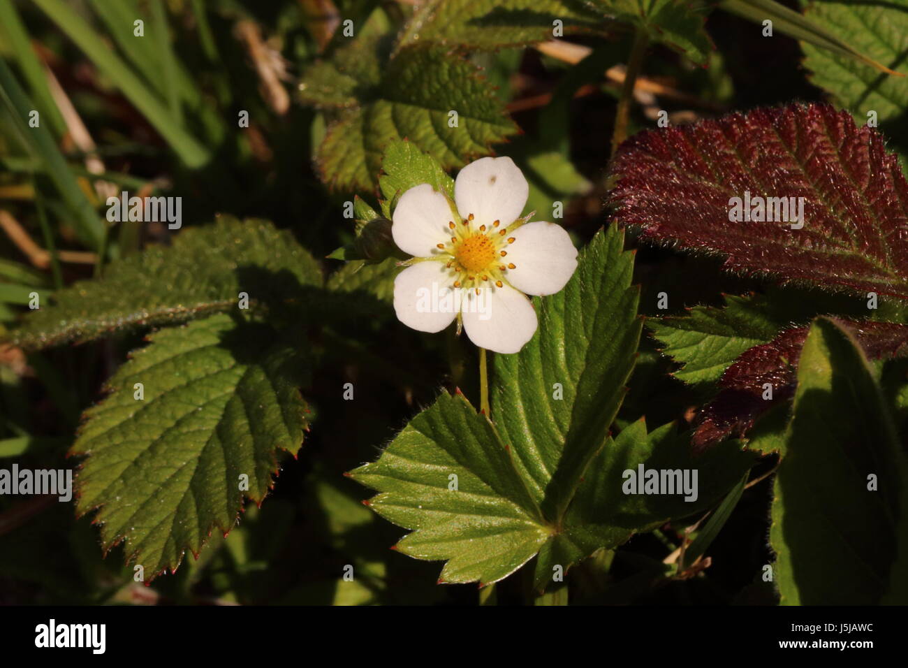 Wild Strawberry Flower Stock Photo - Alamy
