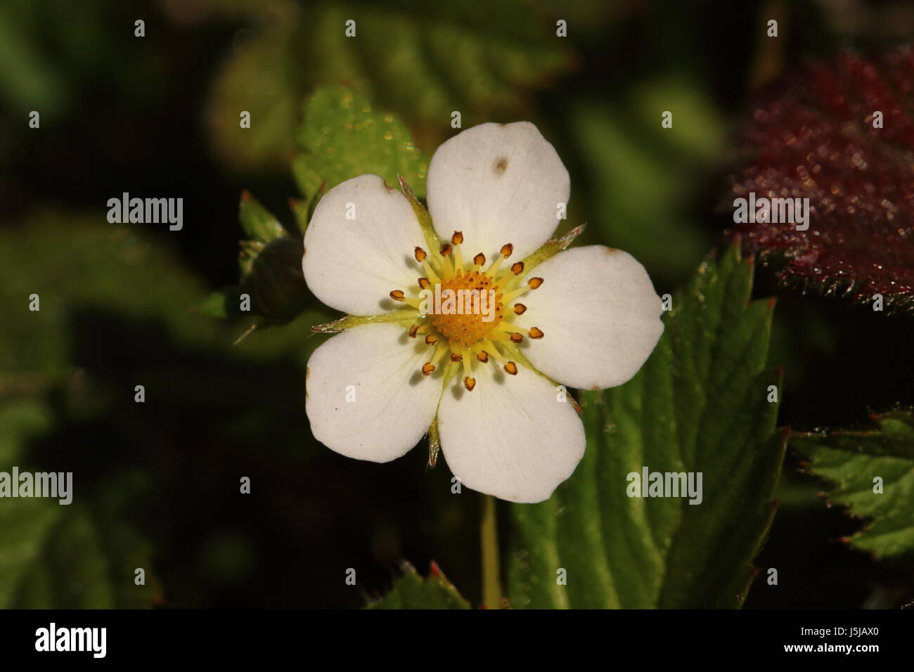 Wild Strawberry Flower Stock Photo - Alamy