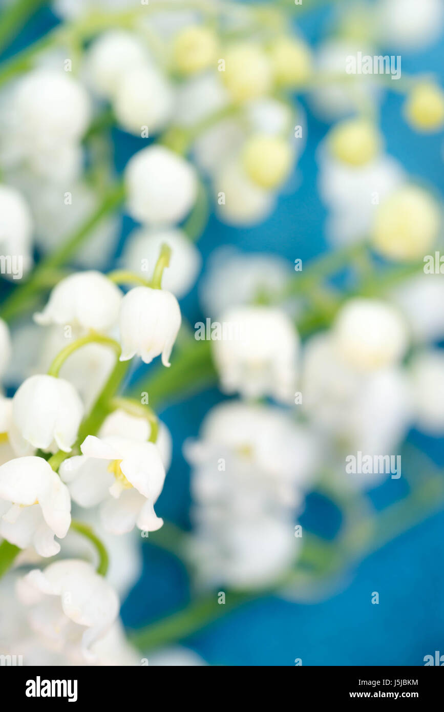Lily of the valley bunch hi-res stock photography and images - Alamy