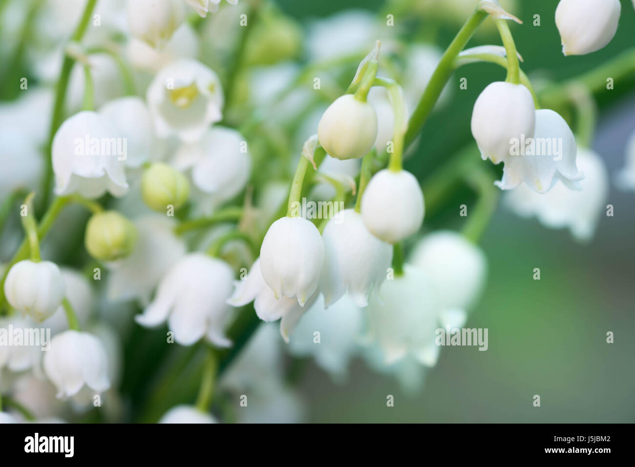 Lily valley floral hi-res stock photography and images - Alamy