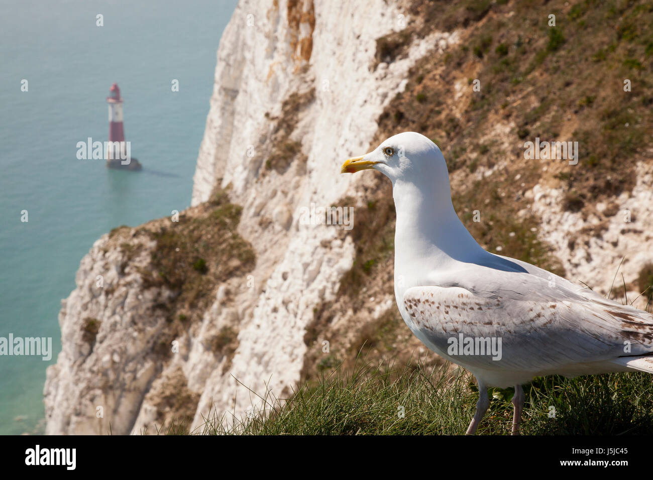 Seagull and Beachy Head Lighthouse, Sussex Stock Photo