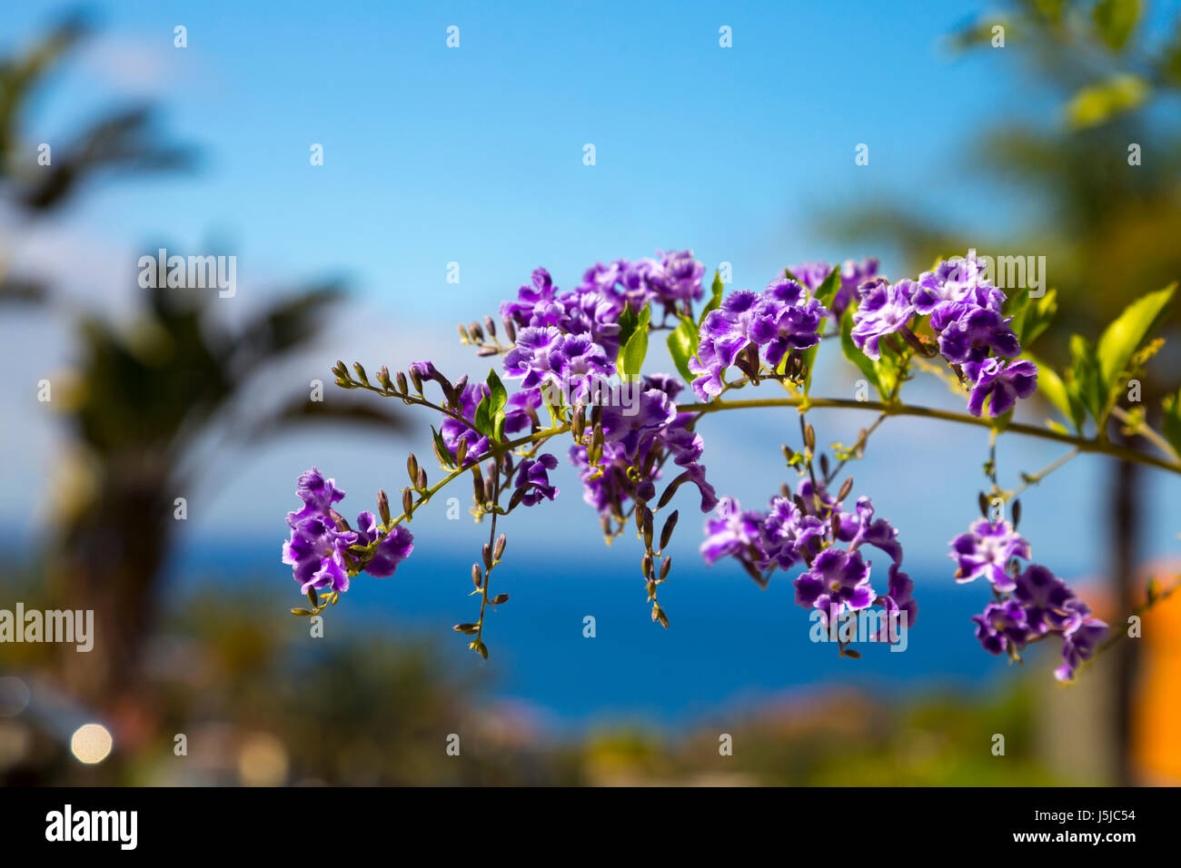 Small purple and white Golden dewdrop (Duranta erecta) flowers against the backdrop of ocean and palm trees, Tenerife, Spain Stock Photo