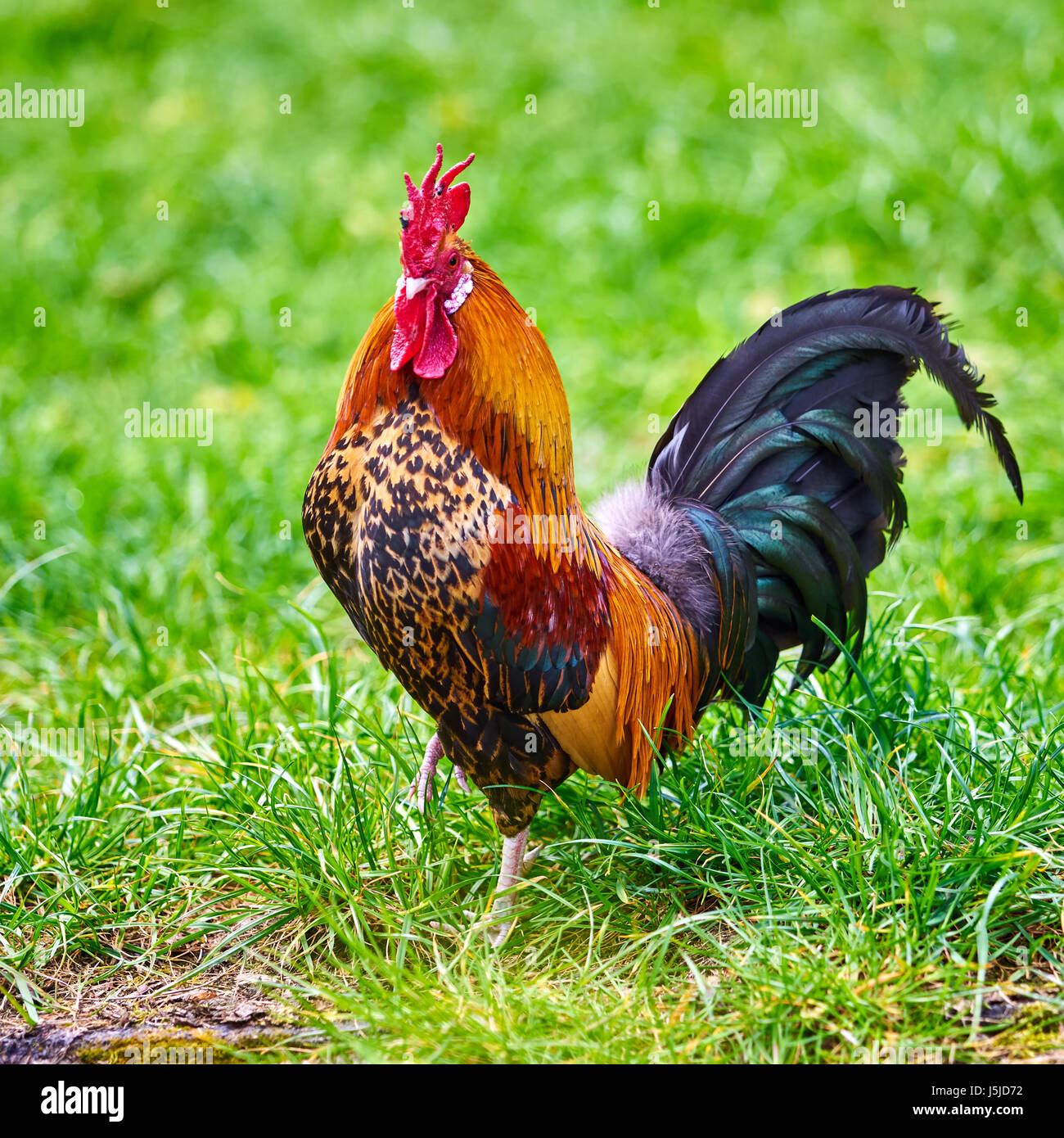 Beautiful Cock Colorful Rooster Stock Photo Alamy beautiful-cock-colorful-rooster-stock-photo-alamy
