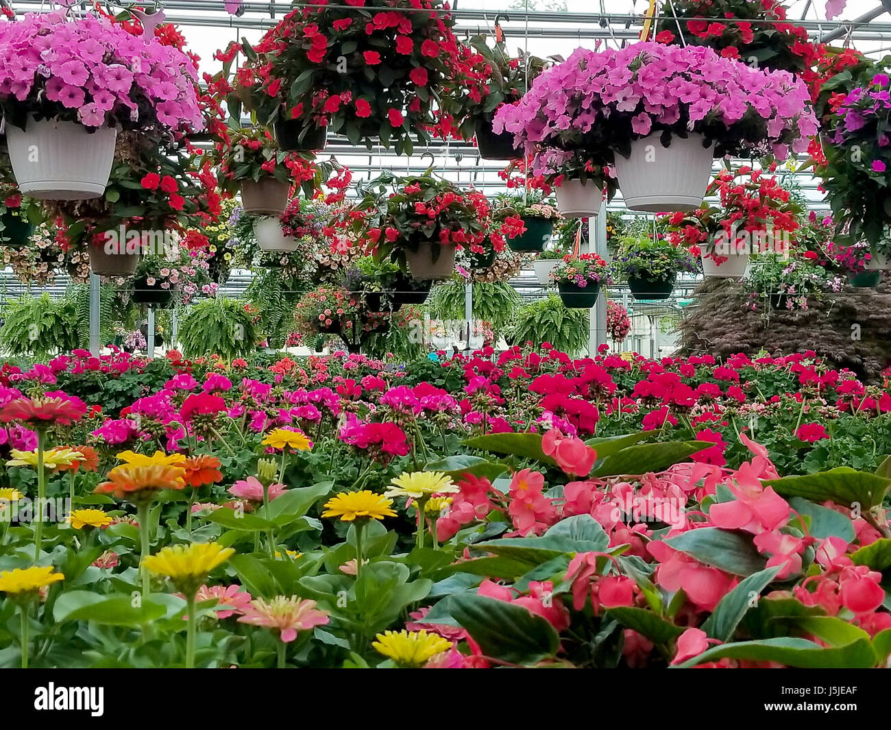 hanging flower baskets and gerbera daisy plants in greenhouse Stock