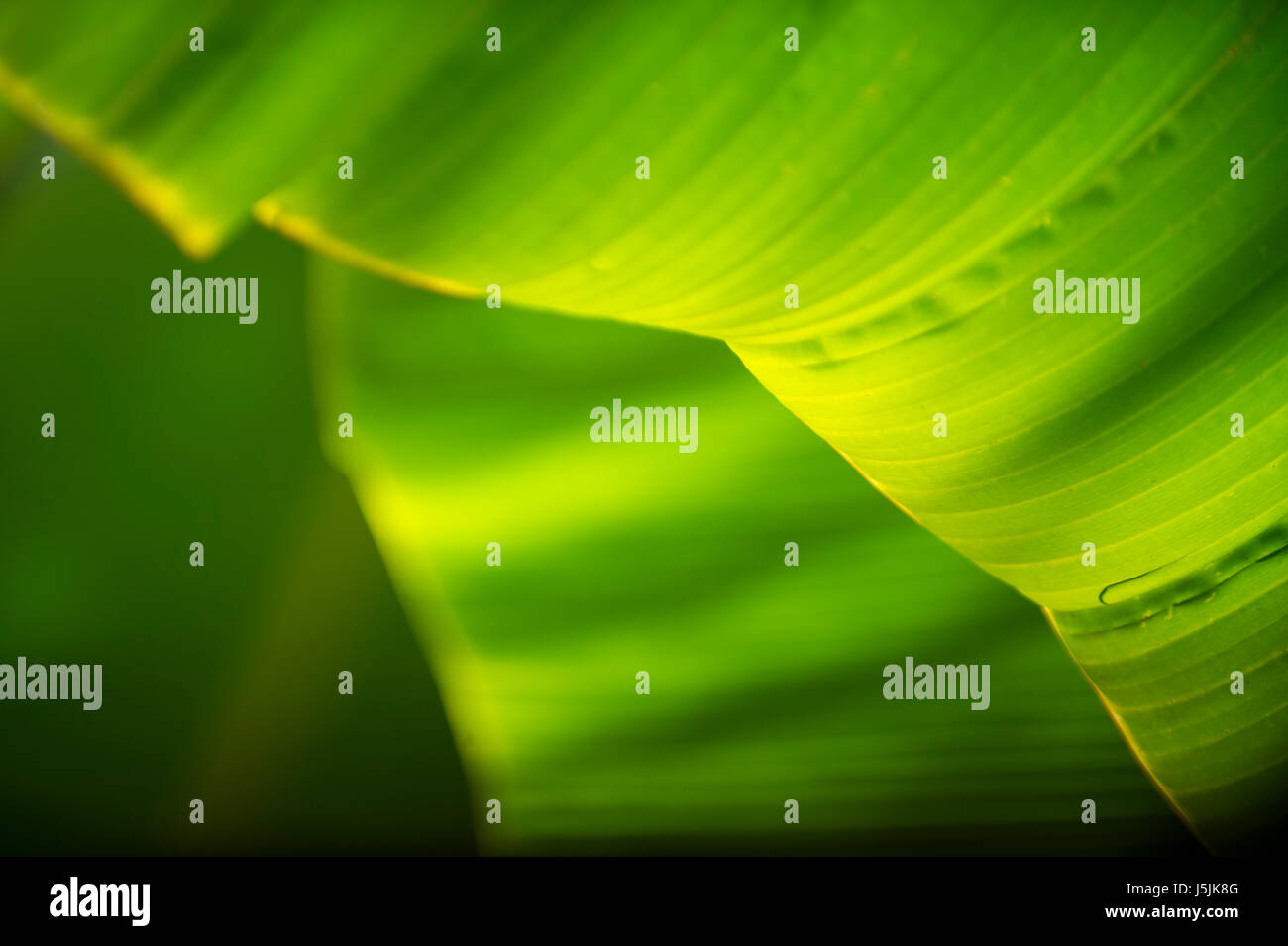 Shadow patterns in the tropical sunlight falling on the curving green leaf of a banana palm with natural texture in a close-up abstract background Stock Photo