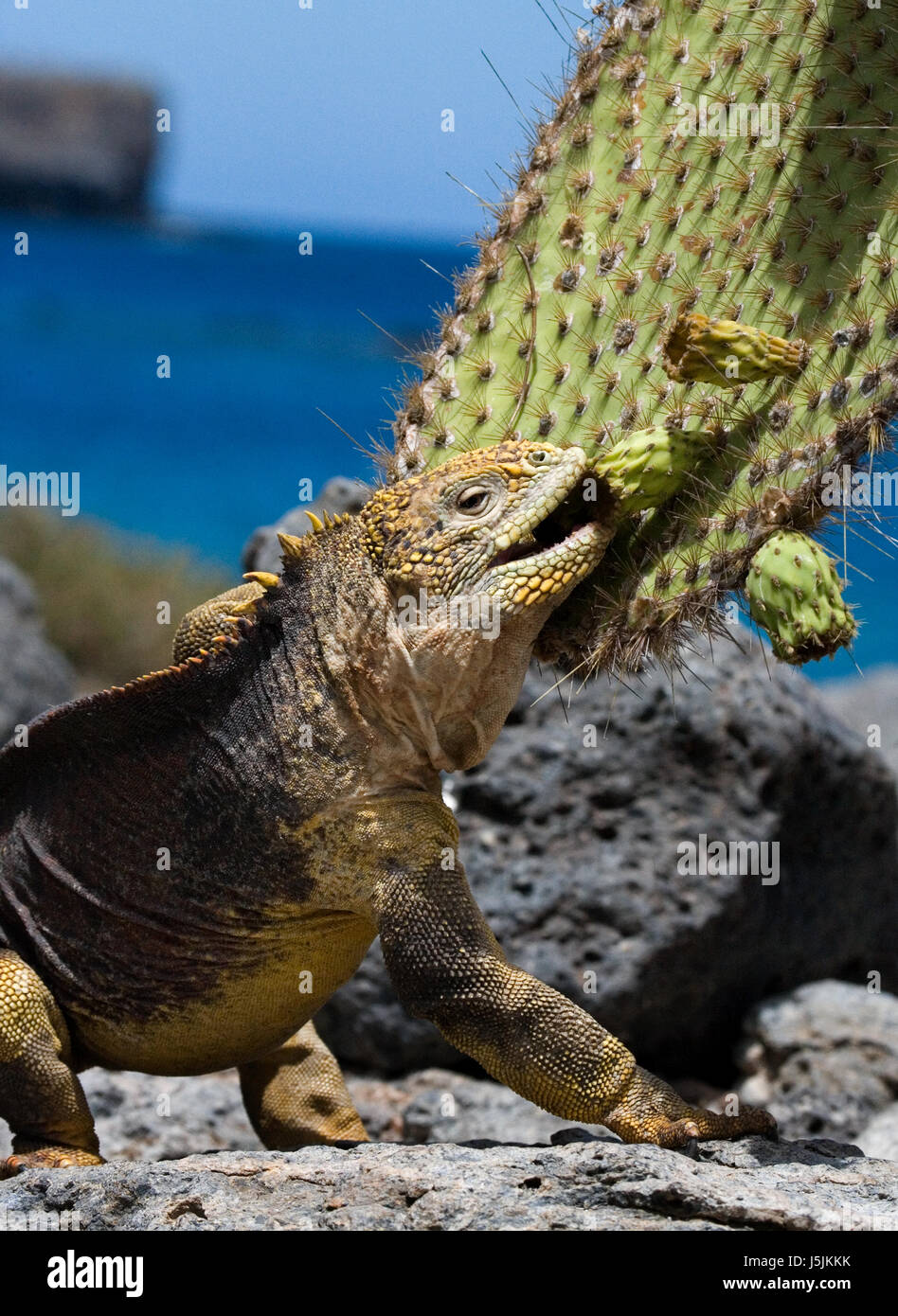 The land iguana eats a cactus. The Galapagos Islands. Pacific Ocean.  Ecuador Stock Photo - Alamy
