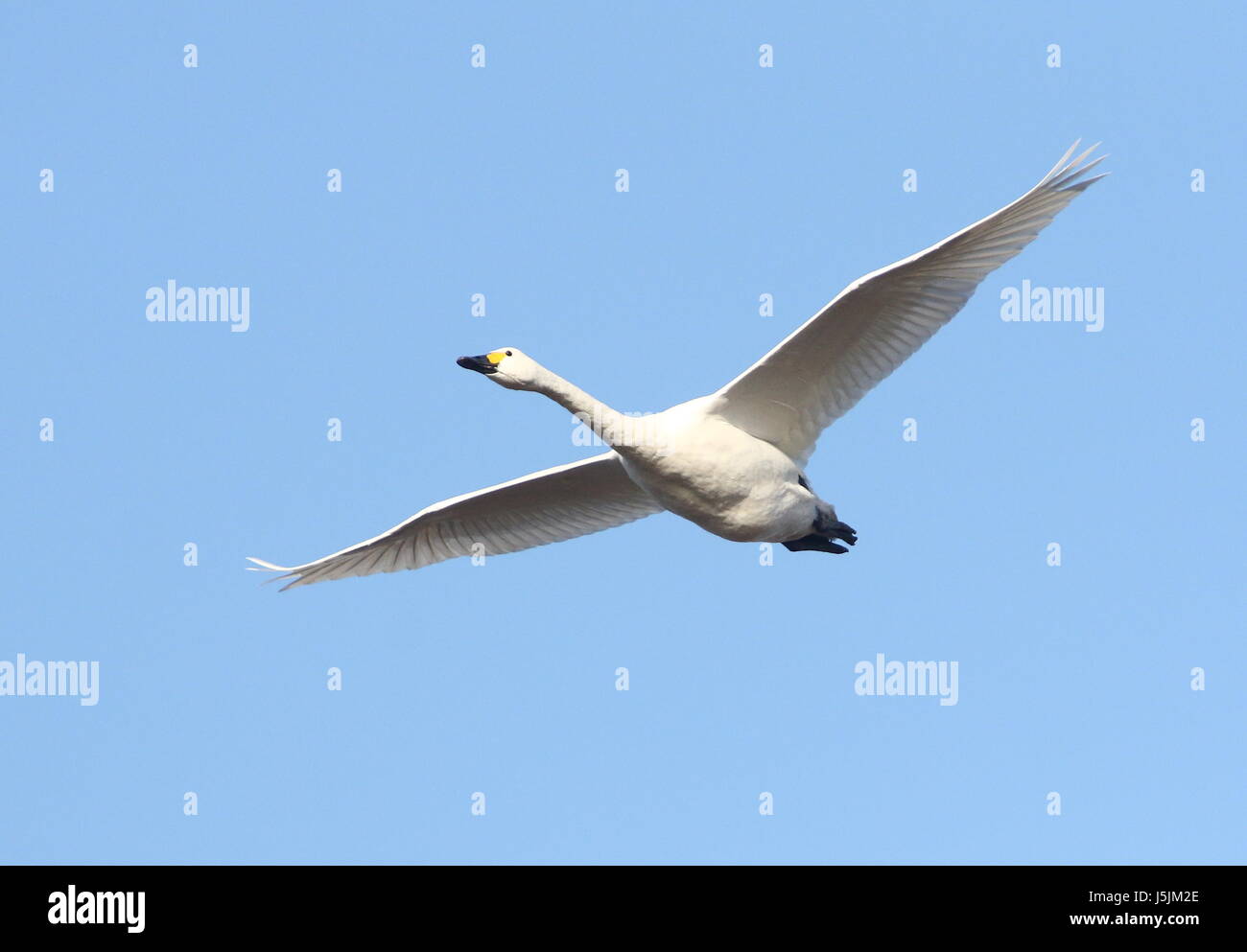 Eurasian Whooper Swan (Cygnus Cygnus) in fast flight against a blue sky. Stock Photo