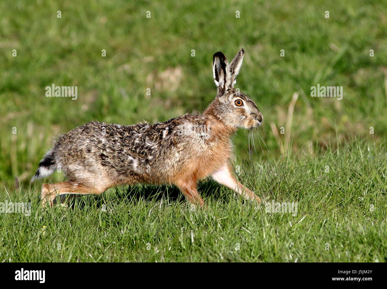Close-up of a fast running Male European brown Hare (Lepus europaeus) in a meadow, Stock Photo
