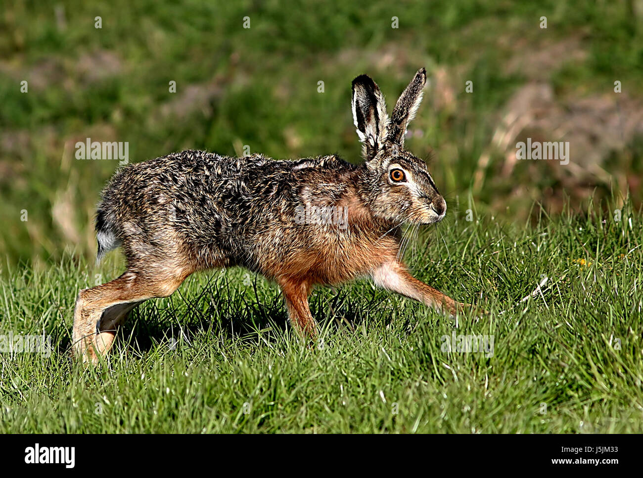 Close-up of a fast running Male European brown Hare (Lepus europaeus) in a meadow, Stock Photo