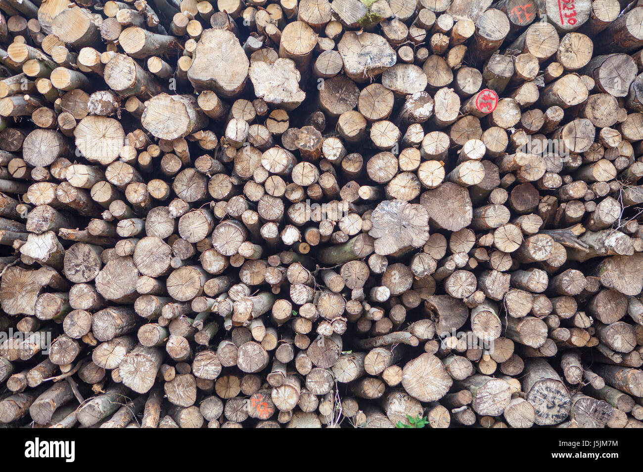 Pile of beech wood, Germany Stock Photo