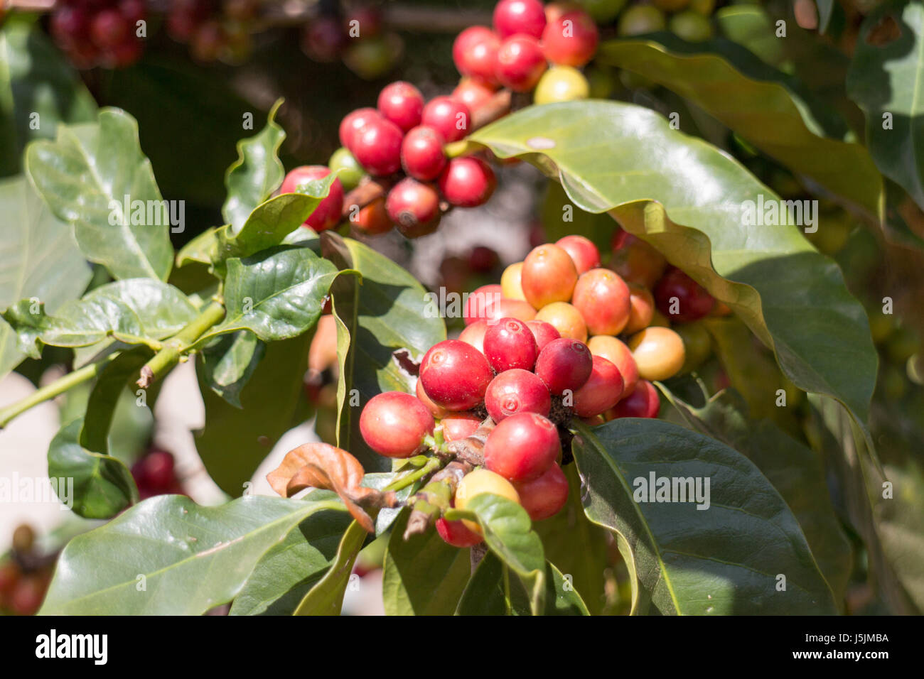 Coffee beans growing on a bush in Chiang Rai province, Thailand Stock Photo