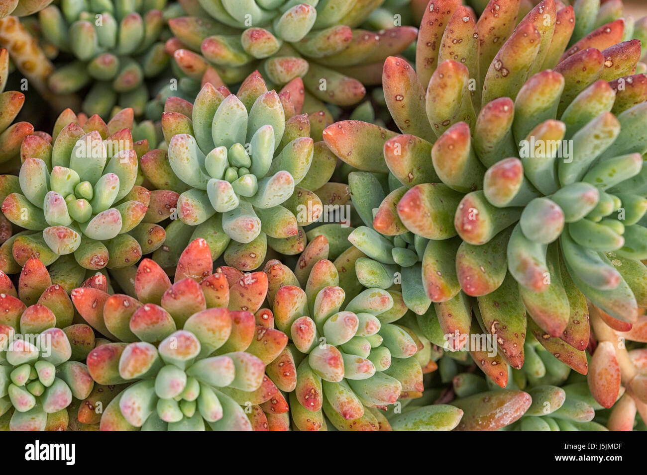 Beautiful red green succulent as background Stock Photo