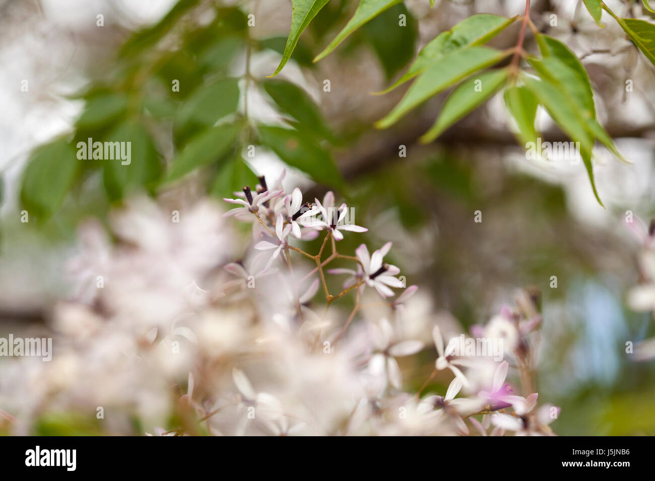 flowering chinaberry tree natural floral background, shallow dof Stock
