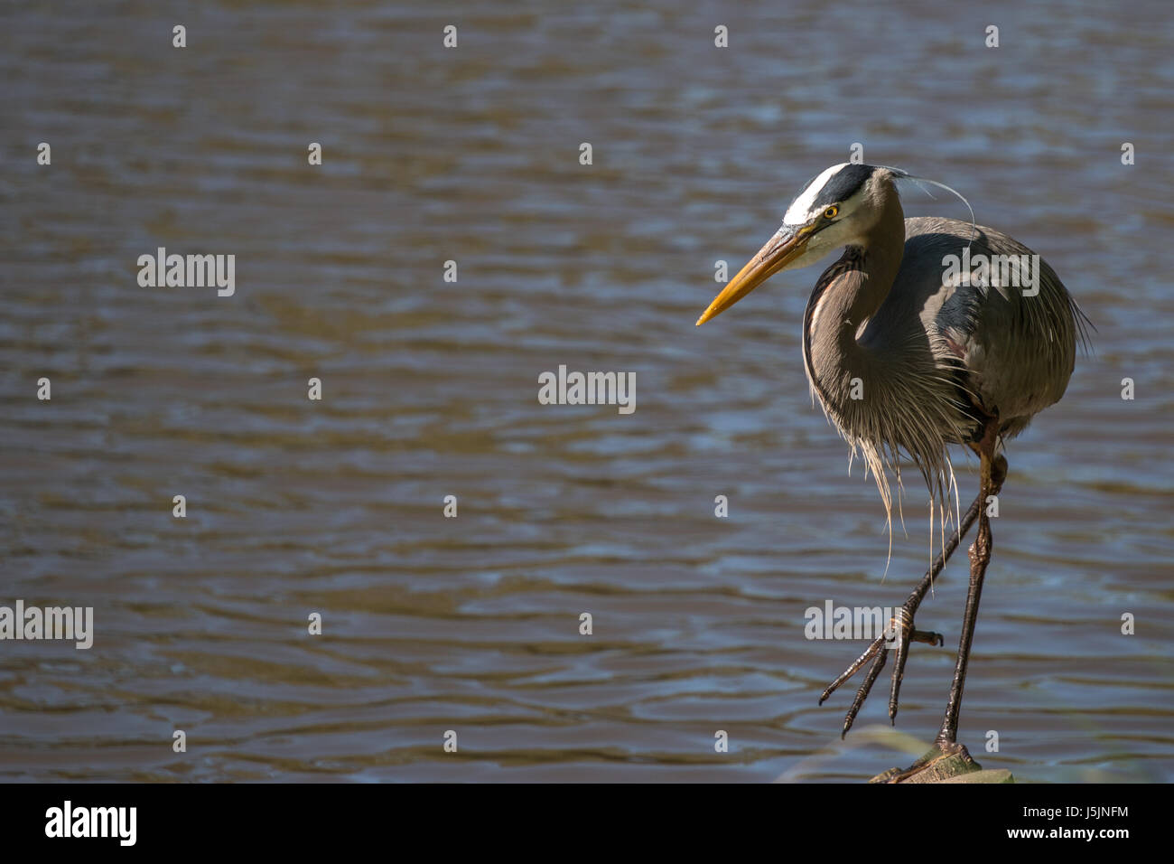 Serious pond heron hi-res stock photography and images - Alamy