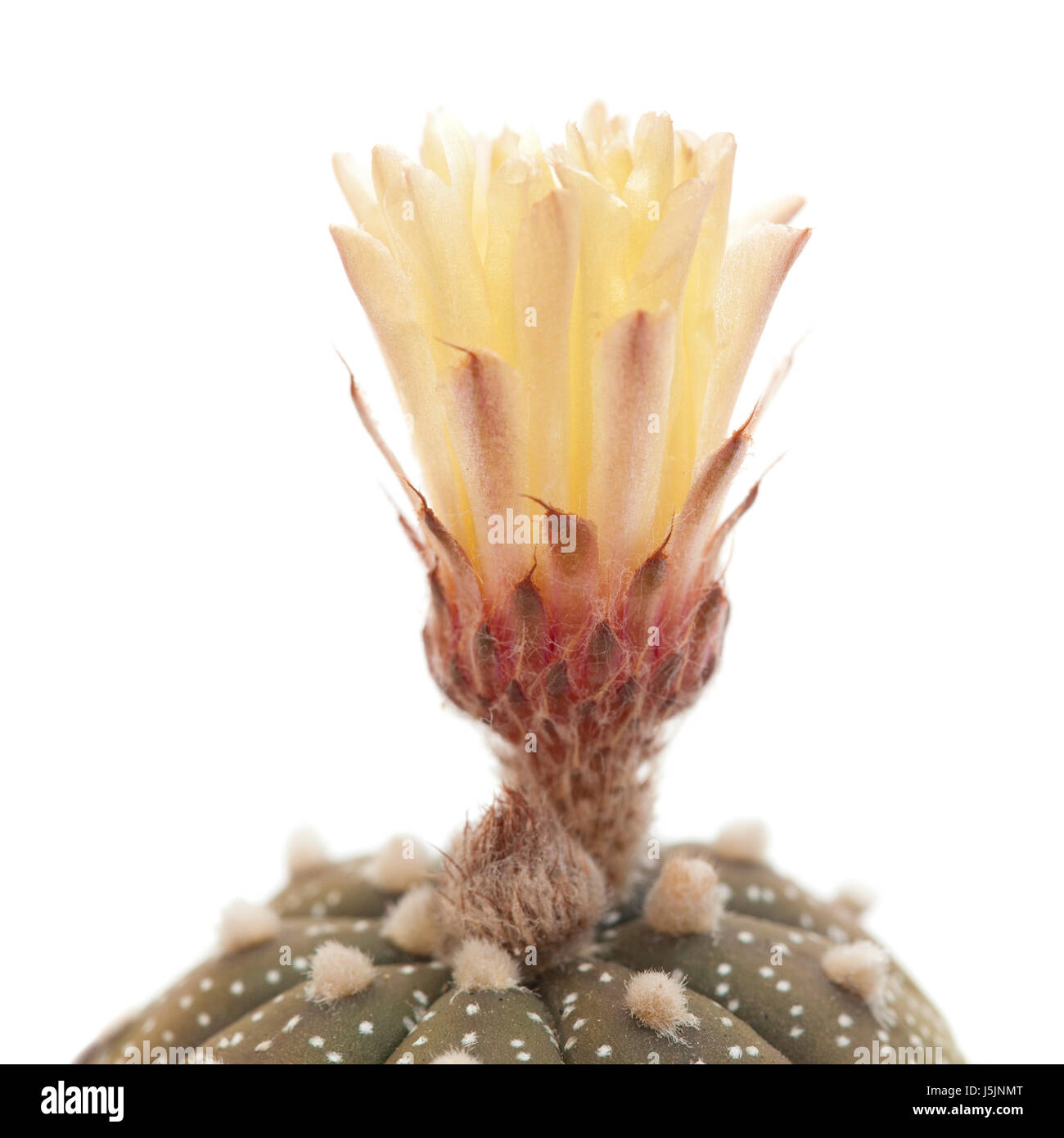 opening bud of Astrophytum asterias, Sand Dollar Cactus Stock Photo