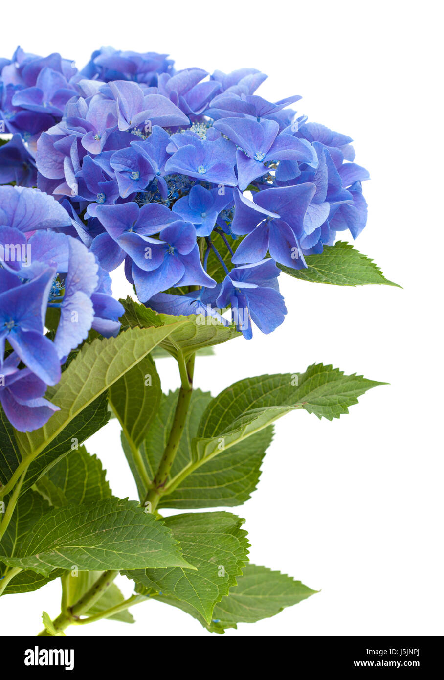 blue Hydrangea isolated on white background Stock Photo - Alamy