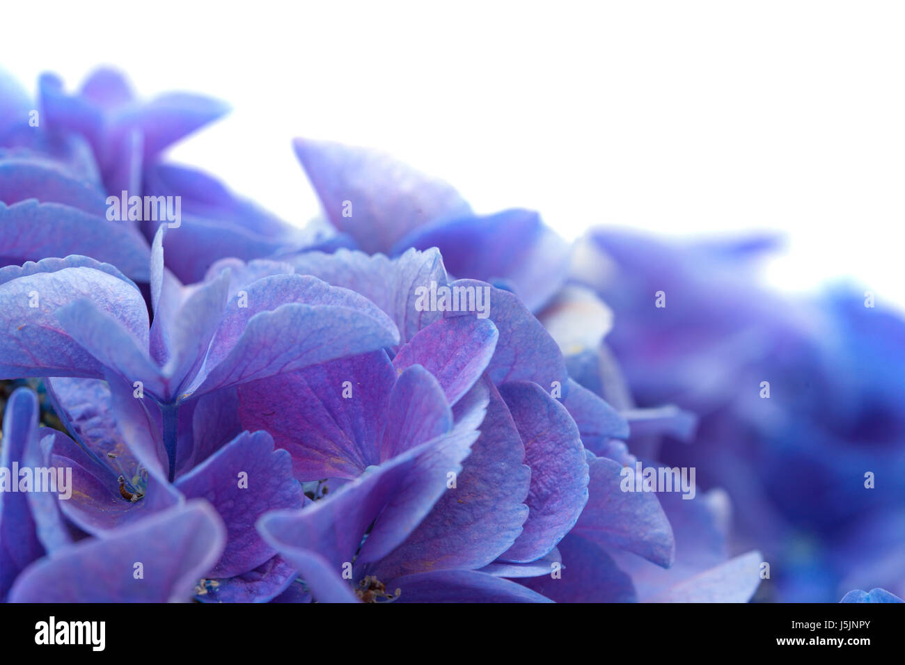 blue Hydrangea isolated on white background Stock Photo - Alamy