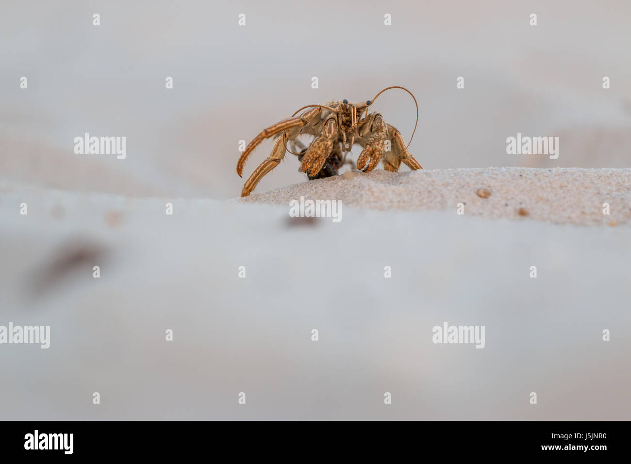 Hermit Crab without shell walking on white sand Stock Photo