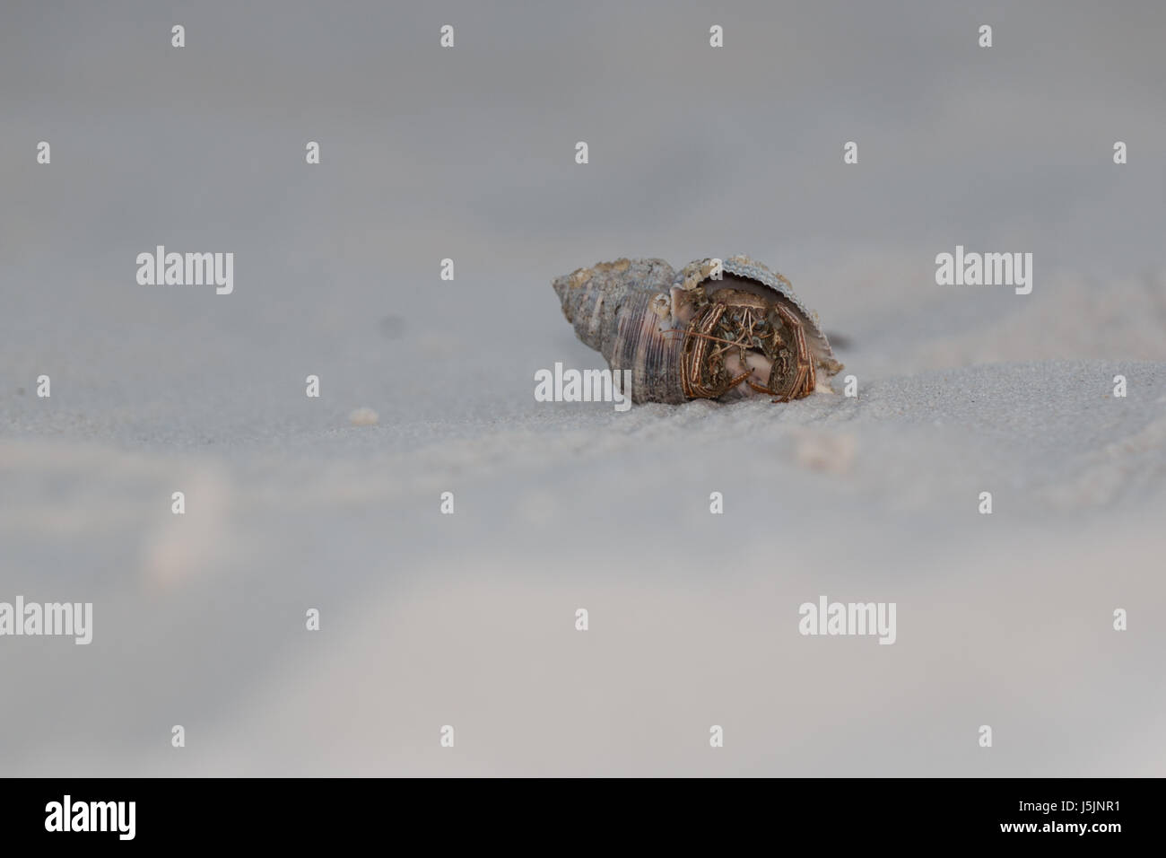 Hermit Crab hidding inside Shell on white sand beach Stock Photo