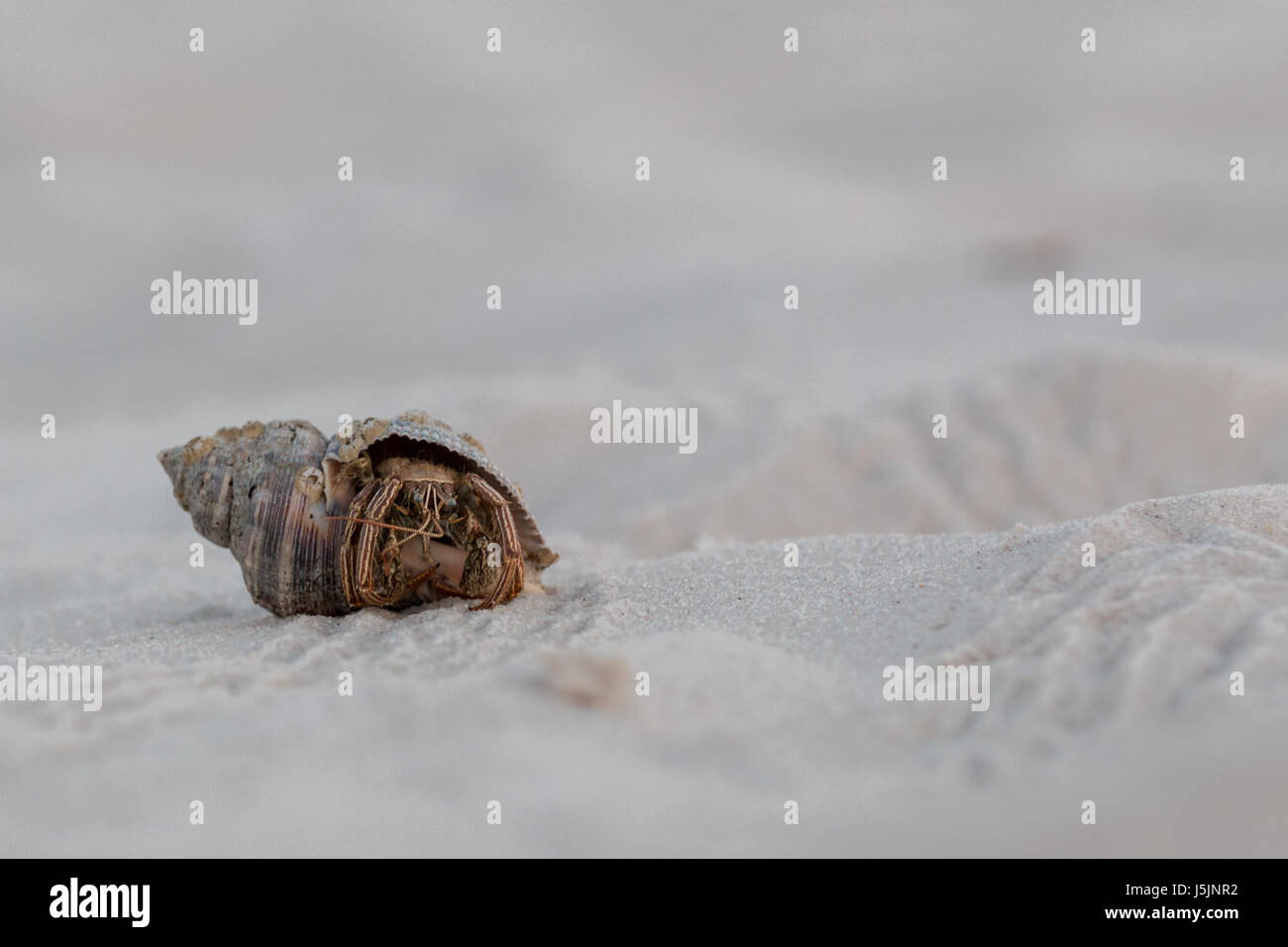 Hermit Crab and shell on top of white sand Stock Photo