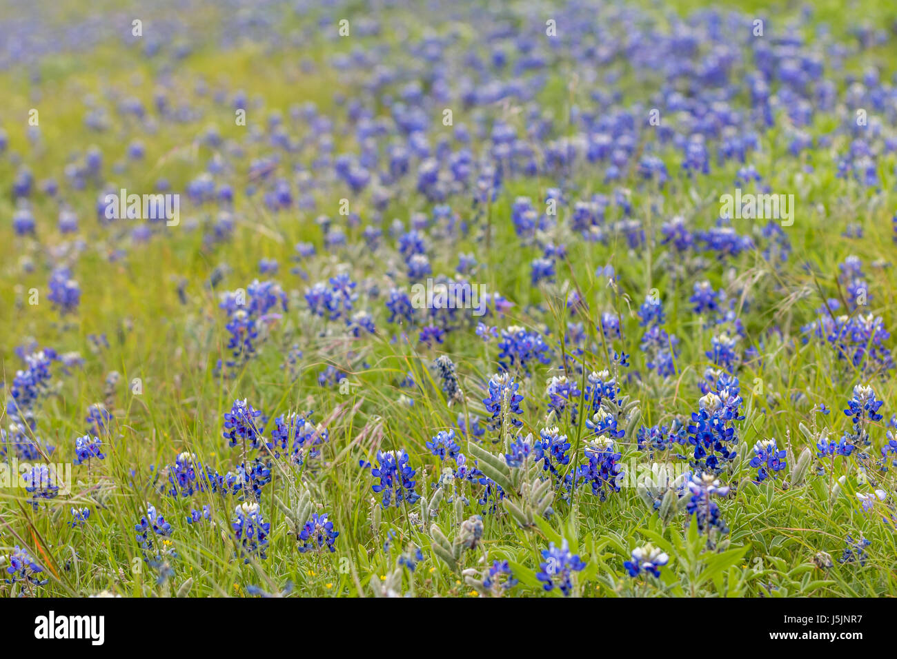 Field of Blue Flowers Stock Photo Alamy