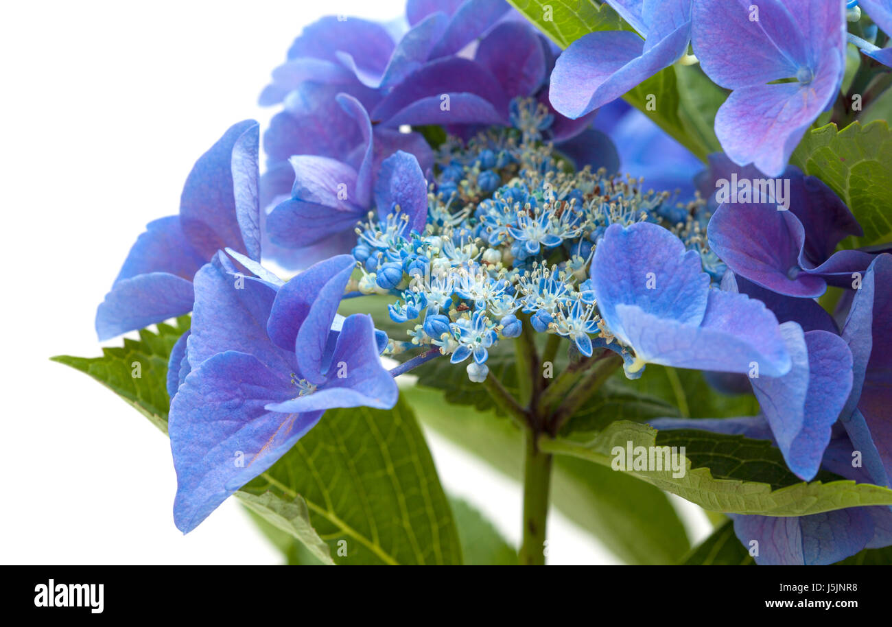 blue Hydrangea isolated on white background Stock Photo - Alamy
