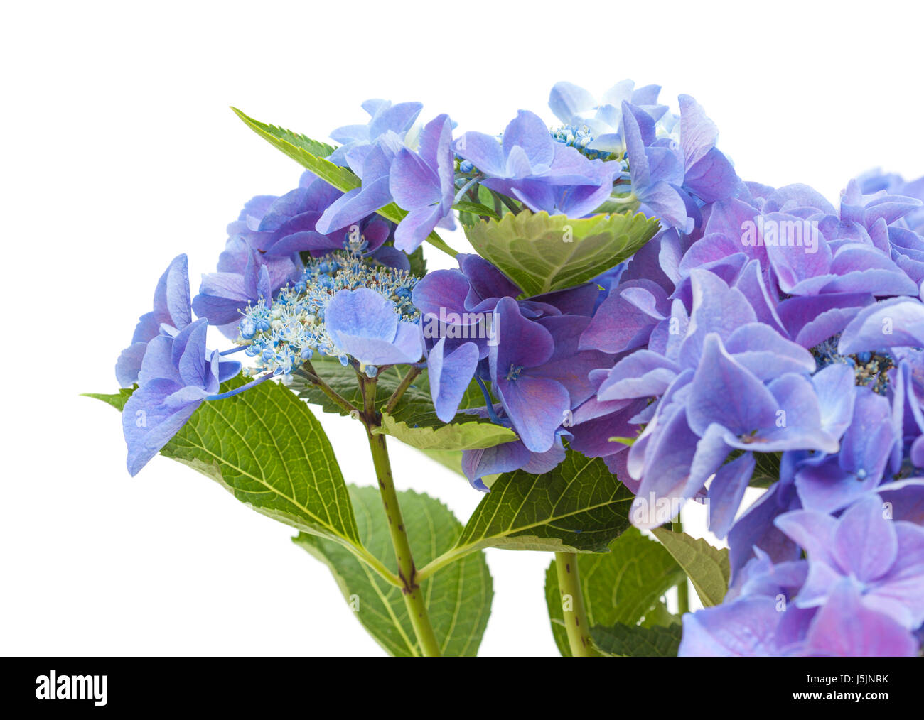 blue Hydrangea isolated on white background Stock Photo - Alamy