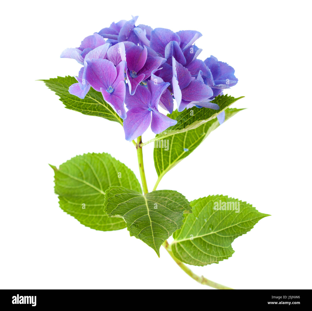 blue Hydrangea isolated on white background Stock Photo - Alamy