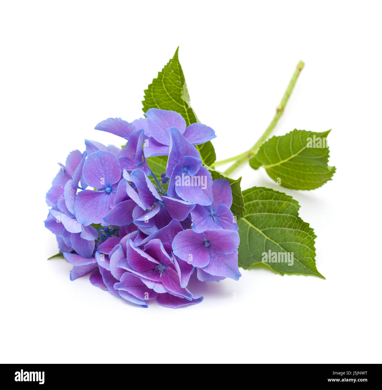 blue Hydrangea isolated on white background Stock Photo - Alamy