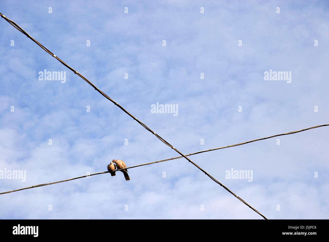 feeling emotions pet bird romantic pets birds blank european caucasian