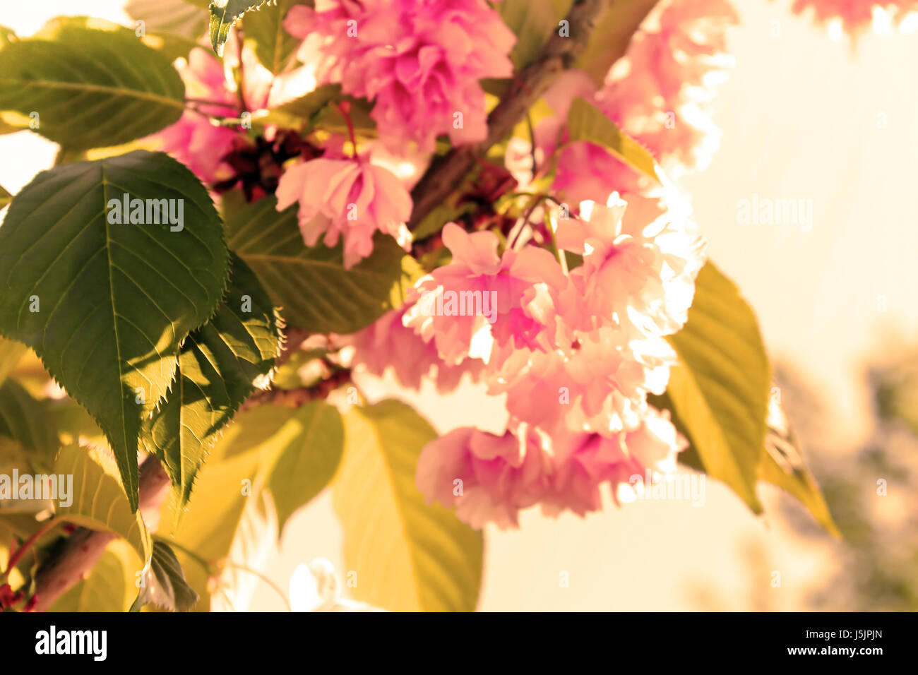 Sakura. Cherry Blossom in Springtime. Beautiful Pink Flowers. Focus on the leaf. Filter applied Stock Photo