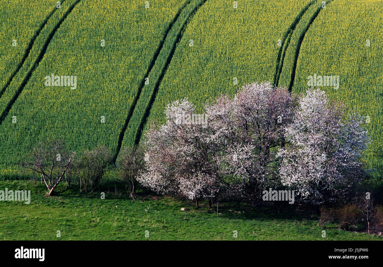 tree trees coleseed agriculture farming field blossoms spring ecology bleed Stock Photo