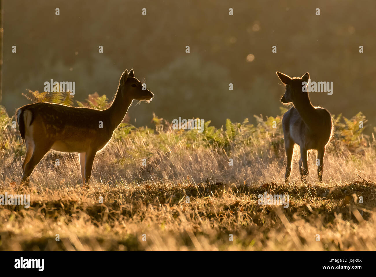 Two female Fallow deer (Dama dama) back lit or rim lit at sunrise Stock Photo