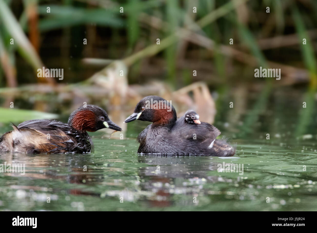 Little Grebe dabchick (Tachybuptus ruficollis) family feeding young baby on board parent Stock Photo