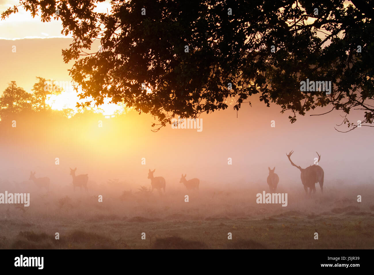 Silhouette of Red Deer rut (Cervus elaphus)  stag gathering or herding his hareem of hinds or females during the rutting season at golden sunrise Stock Photo