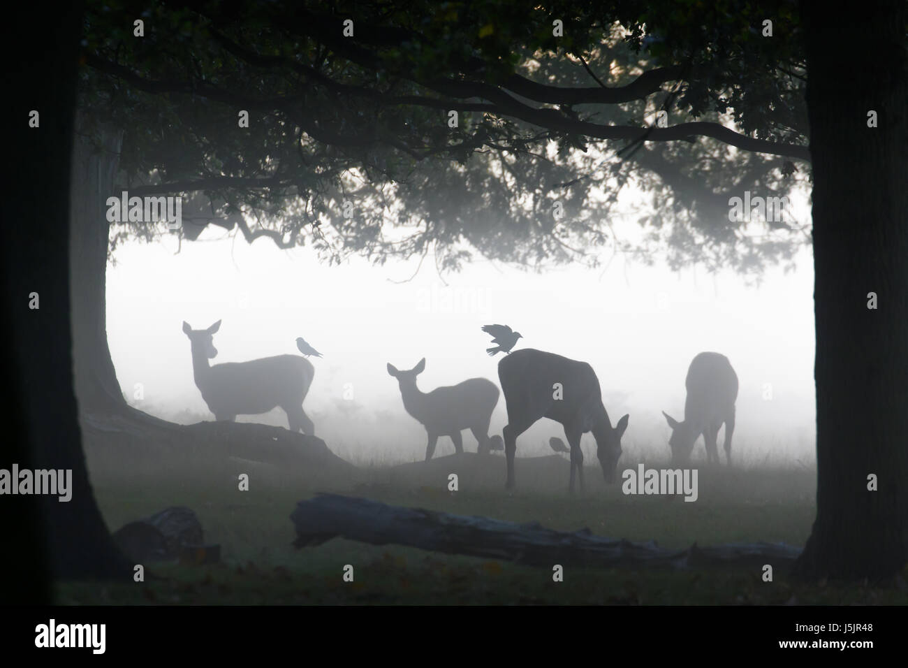 Silhouette of Red Deer (Cervus elaphus)  hinds or females grazing feeding or browsing in woods woodland with Jackdaw corvid birds grooming them Stock Photo