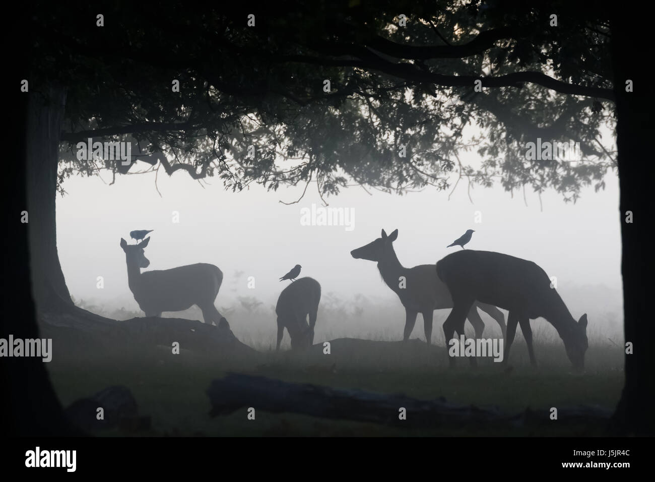 Silhouette of Red Deer (Cervus elaphus)  hinds or females grazing feeding or browsing in woods woodland with Jackdaw corvid birds grooming them Stock Photo